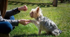 Gli errori più comuni che i padroni commettono con i cani