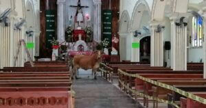 Mucca si rifugia in una chiesa dopo essere scappata dal macello