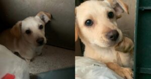 Trovano un cucciolo di tre mesi nella spazzatura: i suoi occhi imploravano aiuto