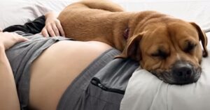 La coppia fa di tutto per aiutare il cane aggressivo: quando la padrona scopre di essere incinta è costretta però a mandarlo via (VIDEO)