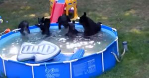 La famiglia voleva usare la piscina ma in realtà era già occupata da una famiglia di orsi (VIDEO)