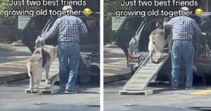 Padrone fa di tutto per aiutare il cane anziano a salire in macchina: “Come due migliori amici che invecchiano insieme” (VIDEO)
