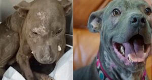 Aveva subito così tanti maltrattamenti da non sembrare nemmeno più un cane: la sua trasformazione(VIDEO)