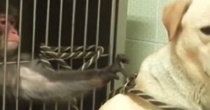 Scimmia traumatizzata dal suo passato riacquista fiducia nella vita grazie al suo amico Labrador (VIDEO)