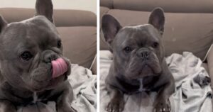 Il bulldog capriccioso si addormenta solo in un modo (VIDEO)