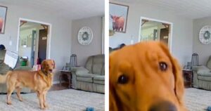 Golden Retriever si accorge del baby monitor che lo riprende: la sua reazione è tutta da ridere (VIDEO)