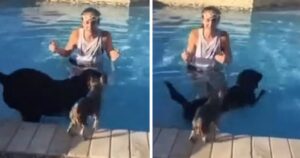 Piccolo chihuahua ha paura a tuffarsi: meno male che c’è il suo amico Labrador pronto ad aiutarlo (VIDEO)