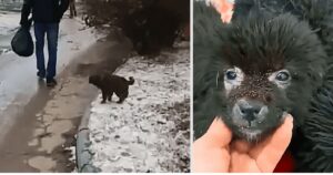 Un cucciolo triste e tremante di freddo implora i passanti di salvare i suoi fratelli