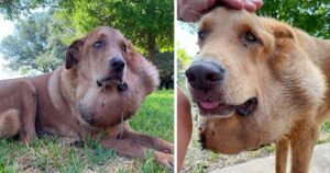 Cagnolino soffriva di un enorme tumore al collo da 6 anni: i suoi proprietari si erano rifiutati di portarlo dal veterinario