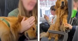 Golden Retriever attira l’attenzione di tutti i passeggeri del treno (VIDEO)
