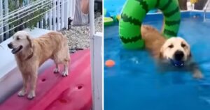 Il Golden Retriever si intrufola nella casa dei vicini ogni mattina per un motivo ben preciso (VIDEO)