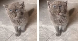 Jamie, il gattino con una deformazione facciale, diventa una star: “Sembra un’opera di Picasso”