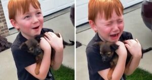 Risparmiava da 18 mesi per comprare un cucciolo: la nonna fa una sorpresa al nipote e lui piange dalla gioia (VIDEO)