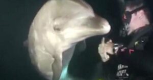 Un delfino si avvicina ad un sub nelle acque delle Hawaii per chiedergli aiuto (VIDEO)