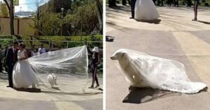 Cane fa ridere tutti perché ruba la scena di un matrimonio e toglie il velo della sposa (VIDEO)