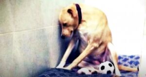 La cagnolina era stata riportata al rifugio tre volte e non aveva più la forza di reagire (VIDEO)