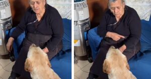 La nonna fa capire al Labrador di avere la pressione bassa: quello che fa il cane è incredibile (VIDEO)