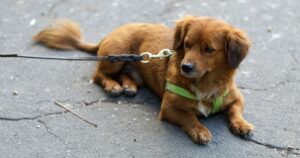 Multa di 500 euro per aver lasciato il cane legato fuori la farmacia: entra in vigore in Spagna la legge per il benessere degli animali