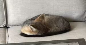 Vede un gatto randagio fare un pisolino sul suo divano in giardino ma in realtà era un altro animale