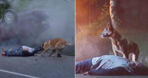 Padrone abbandona cane in strada ma, dopo essere rimasto coinvolto in un incidente, viene salvato proprio dal cagnolino (VIDEO)