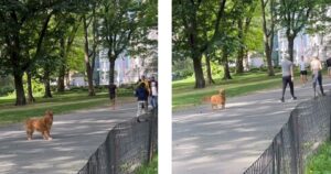 Padrona fa uno scherzo al Golden Retriever e si nasconde al parco: quello che fa il cane quando la rivede è molto dolce (VIDEO)