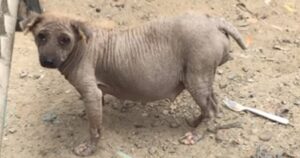 Cagnolina incinta è stata gettata in una discarica in mezzo ai rifiuti chimici (VIDEO)