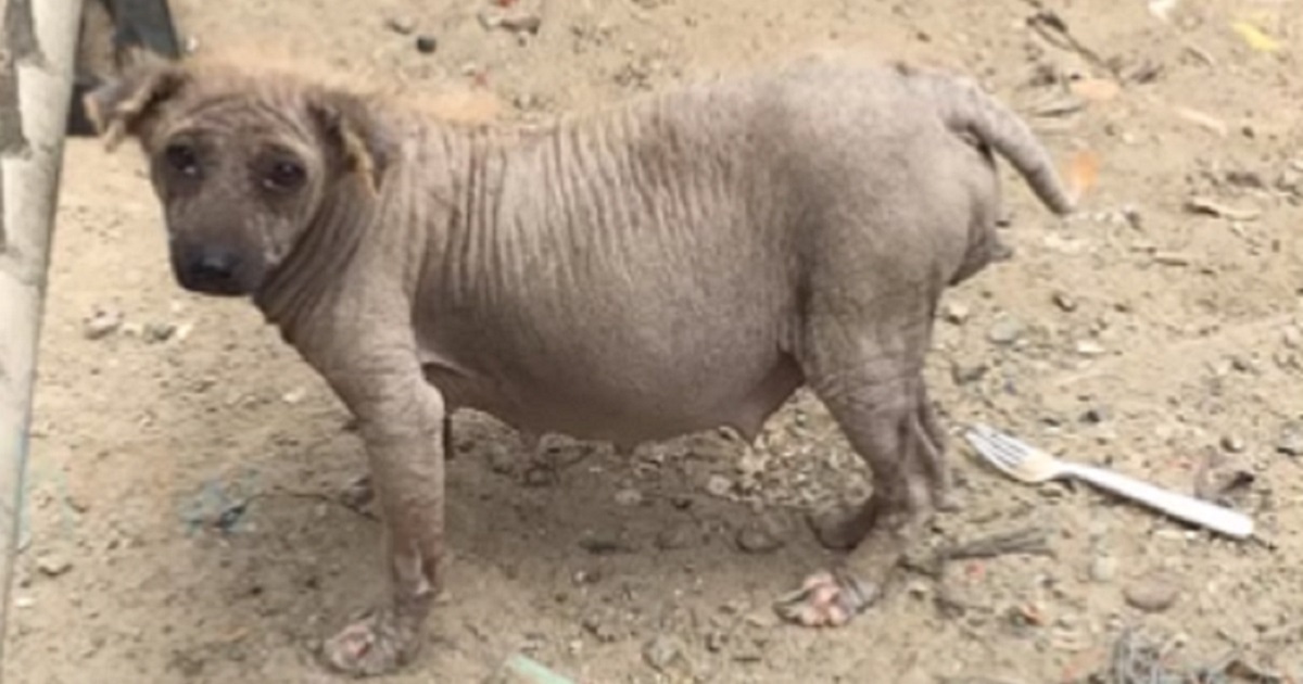 cagnolina incinta discarica