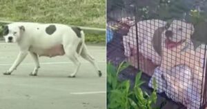Una randagia incinta mette al mondo i suoi cuccioli e finalmente si rilassa quando una donna li salva dalla strada
