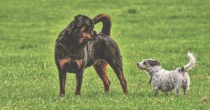 Se il tuo cane si morde la coda c’è un motivo ben preciso: ecco quali sono i segnali a cui stare attenti