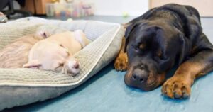 Rottweiler cieco e abbandonato diventa il papà affidatario di due cuccioli del rifugio