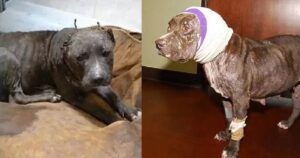 Il cane da combattimento aveva perso le orecchie: trova finalmente una famiglia che lo ama