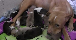 Abbandonata al freddo insieme ai suoi 10 cuccioli: sembrava non esserci speranza per questa mamma Pitbull