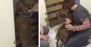 I padroni riabbracciano la loro cagnolina che era stata rubata un anno prima per usarla come guardia nei combattimenti tra galli (VIDEO)
