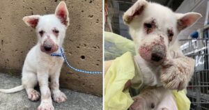 Trovato in un cantiere in condizioni tremende, la vita del cagnolino cambia per sempre grazie ad un operaio