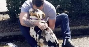 Cane spaventato e traumatizzato dal suo passato, si scioglie tra le braccia del suo nuovo papà (VIDEO)