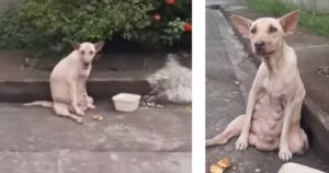 Cane sofferente in strada vive tra l’indifferenza delle persone (VIDEO)