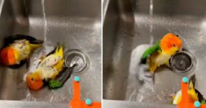 I due pappagalli giocano con l’acqua e si fanno per la prima volta il bagnetto (VIDEO)