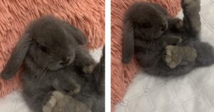 Il dolce coniglio si rilassa in un modo unico (VIDEO)