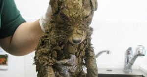 Un povero cucciolo ricoperto di fango è spuntato all’improvviso durante dei lavori edili: tutti pensavano fosse un cane ma era un altro animale