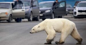 Orso polare percorre le strade della città alla ricerca disperata di cibo