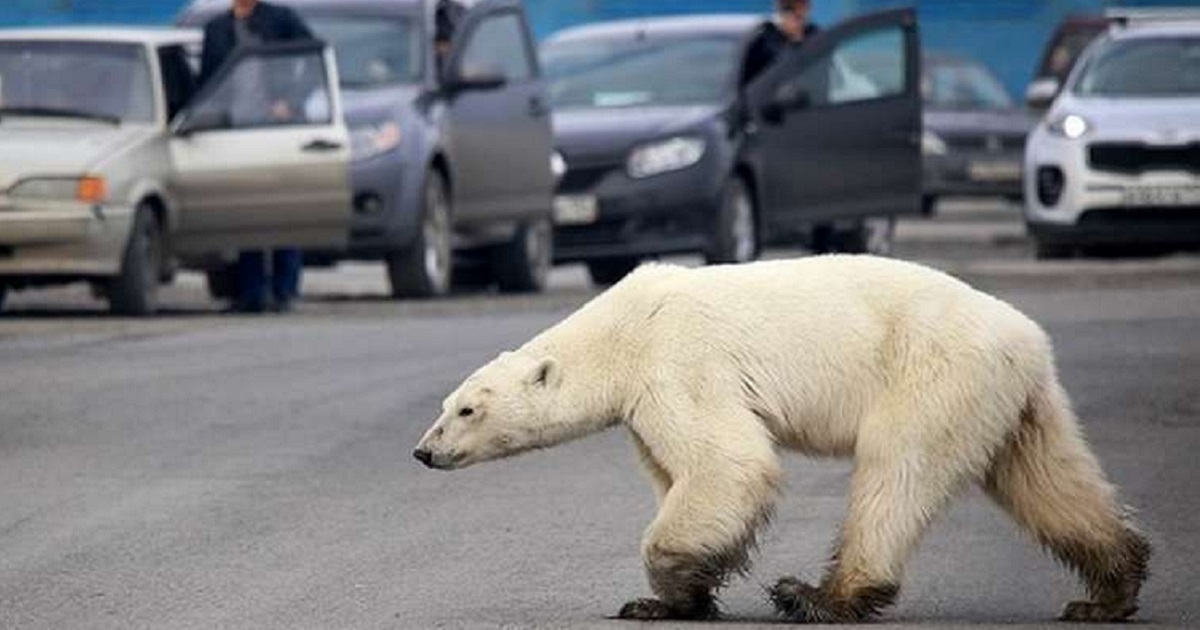 orso polare