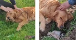 Non si rassegna alla perdita dei suoi cuccioli: mamma cagnolina fa di tutto per stare con loro