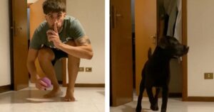 Il padrone fa uno scherzo al cane giocando a nascondino: quando lo trova reagisce dolcemente (VIDEO)