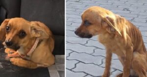 Cucciolo abbandonato aspettava il suo padrone sul ciglio della strada e si rifiutava di mangiare (VIDEO)