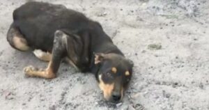 Il padrone aveva chiesto di praticare l’eutanasia al cane che non camminava più: ma ancora non era arrivato il suo momento (VIDEO)