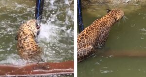 Il leopardo era stremato perché nuotava da ore nel pozze: non sapeva come uscire (VIDEO)