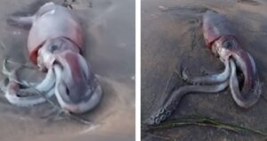 Ritrovato calamaro gigante su una spiaggia di Tenerife (VIDEO)