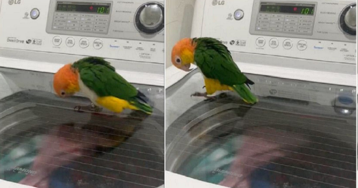 pappagallo lavatrice