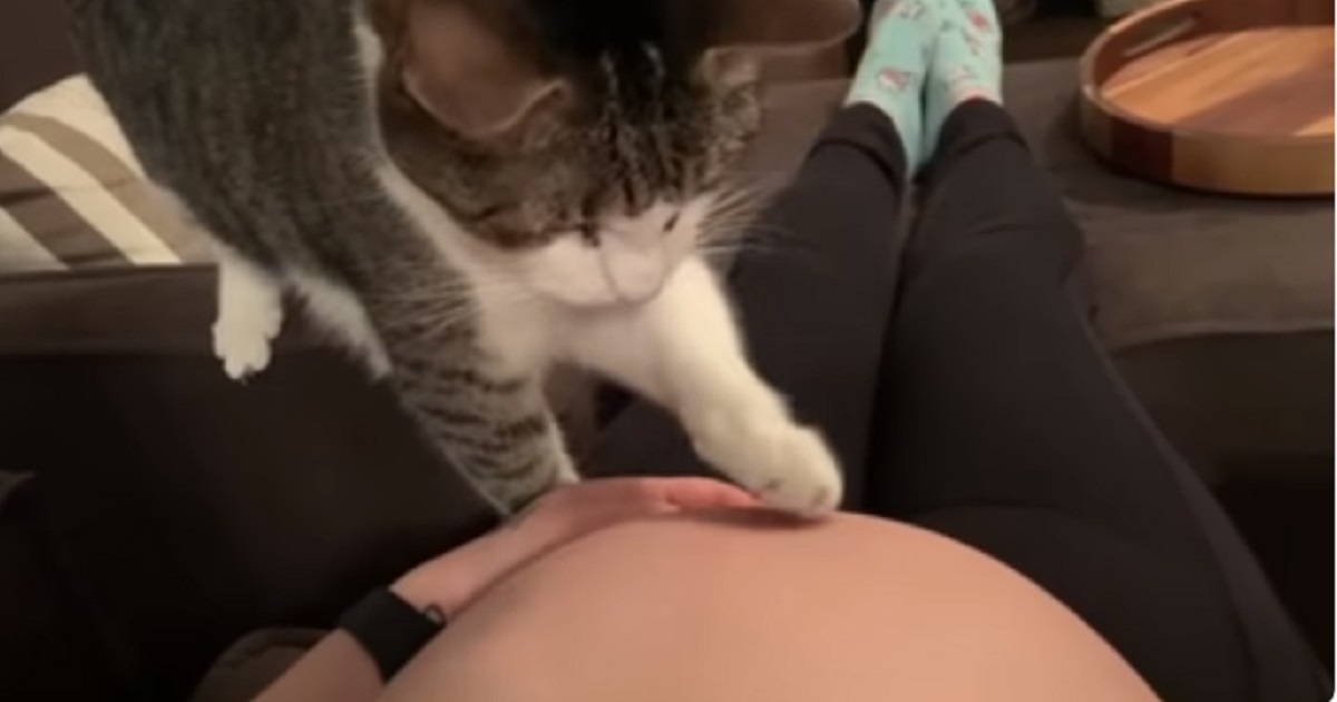 gatto padrona incinta pancione