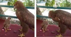 Un’aquila viene scambiata da un piccolo falco per sua madre e chiede di essere nutrito (VIDEO)